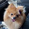 dog, pomeranian, pet, car_interior, center_console, fluffy, cute, purple_bow, happy, tongue_out, sunlight, window, dashboard, leather_seat, small_dog, animal, companion, indoor, smiling, fur