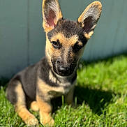 Kato joined the competition — help win amazing prizes! puppy, dog, german_shepherd, grass, outdoor, sunlight, ears, pet, animal, young, cute, portrait, nature, summer, sitting, fur, black, tan, background_blur, daylight