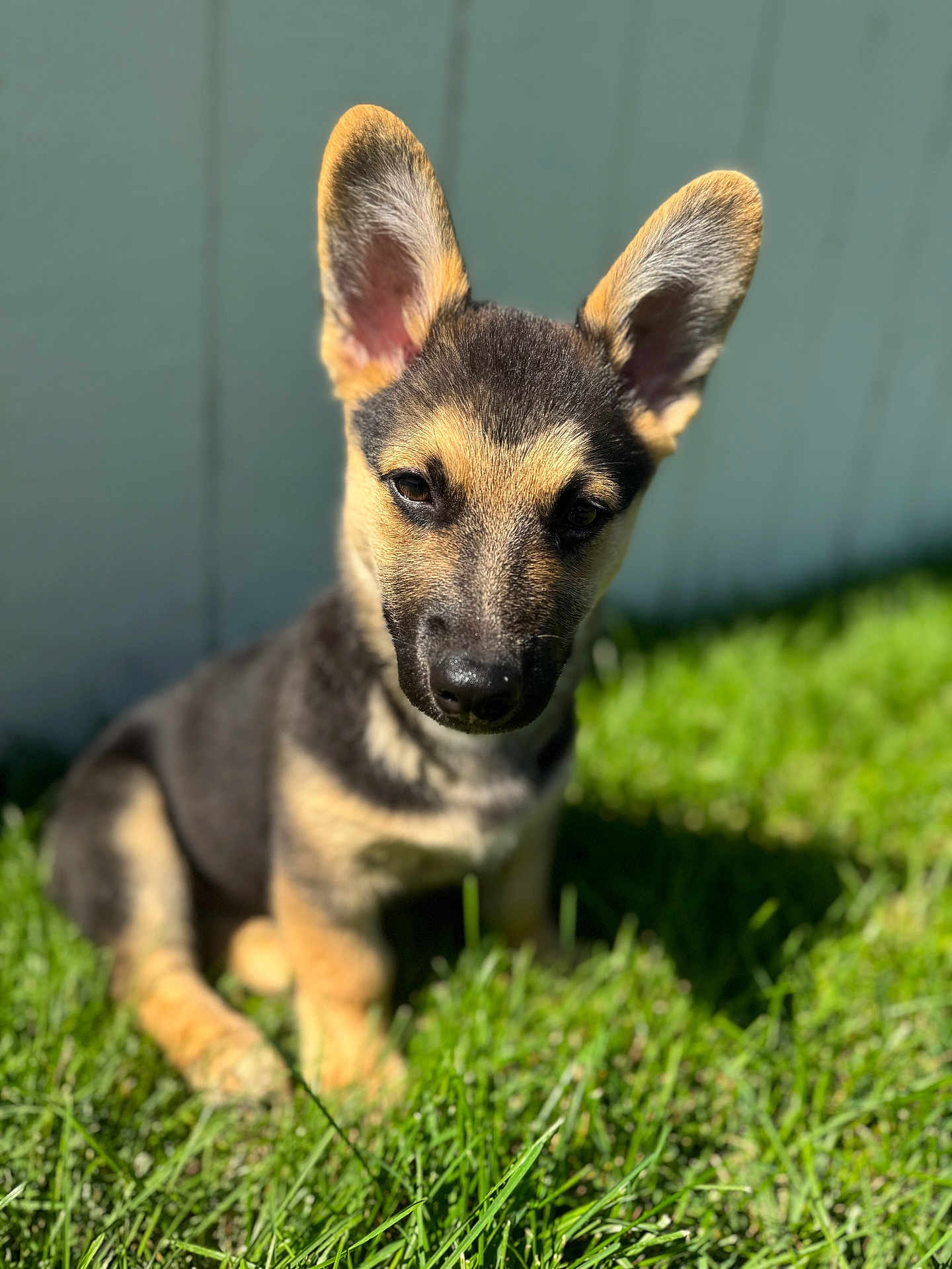 Kato