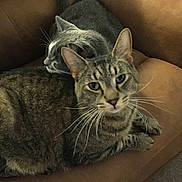 Aku joined the competition — help win amazing prizes!