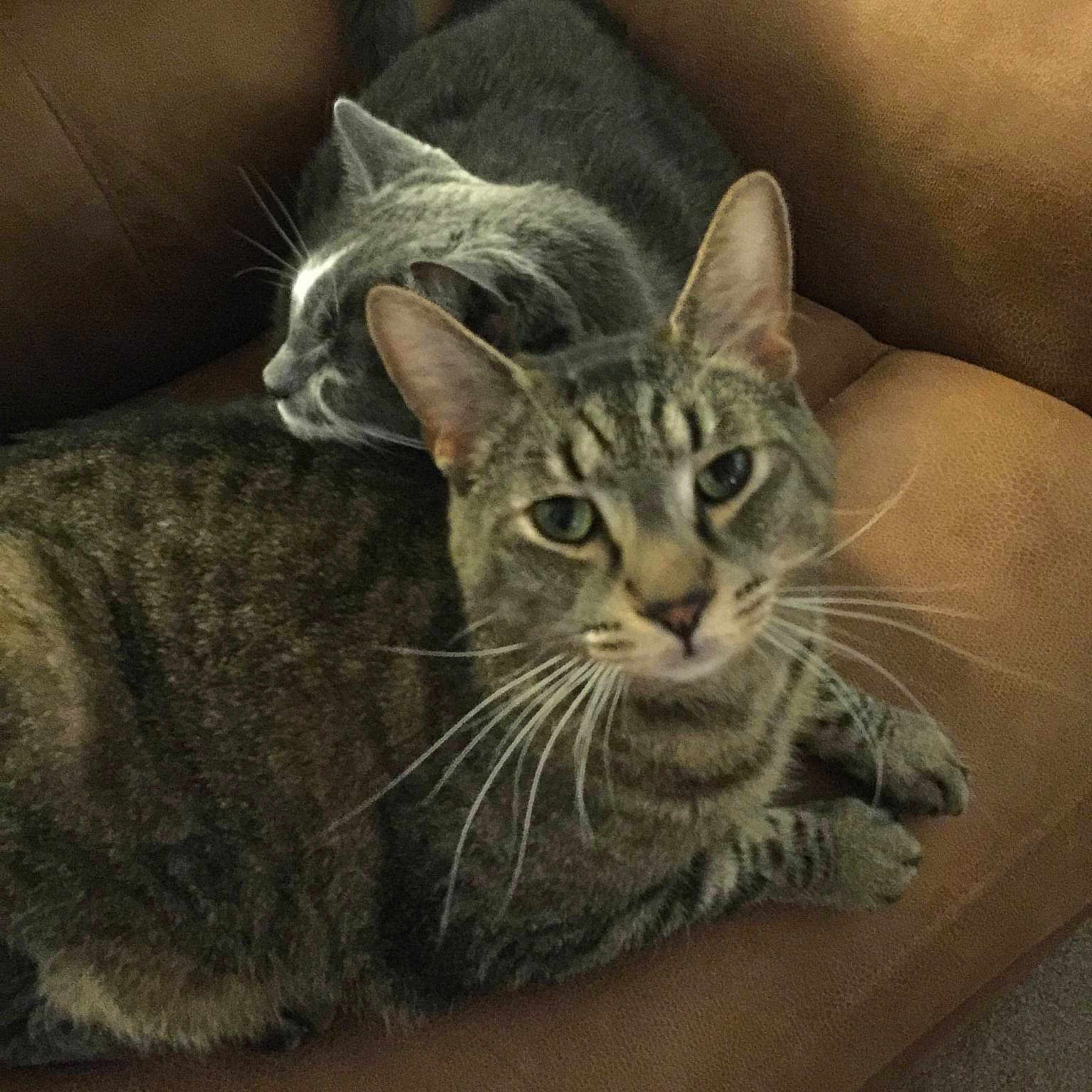 Aku joined the competition — help win amazing prizes!