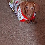 Peanut joined the competition — help win amazing prizes! animal, brown_dog, canine, carpet, clothing, companion, cute, dog, domestic_animal, ears, floor, fur, indoor, looking_up, mammal, pet, puppy, sitting, small_dog, young_dog