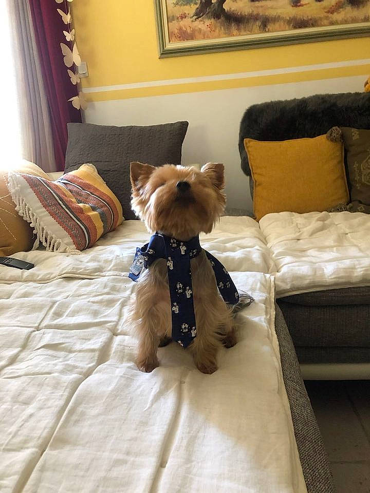 Loup a rejoint le concours — aidez-le/la à gagner de superbes lots ! bed, bed_frame, carnivore, comfort, companion_dog, couch, dog, drawer, fawn, floor, flooring, furniture, hardwood, interior_design, living_room, picture_frame, pillow, textile, toy, wood