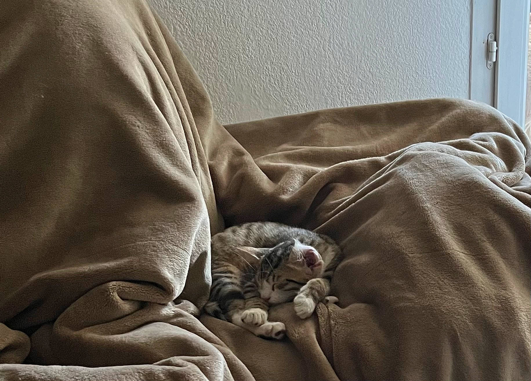 Kiri participe au concours pour gagner de l'argent avec cette photo : bed_sheet, bedding, bedroom, blanket, brown, cat, comfort, domestic_short_haired_cat, duvet, felidae, fur, grey, human_leg, linens, nap, room, small_to_medium_sized_cats, terrestrial_animal, whiskers, wood