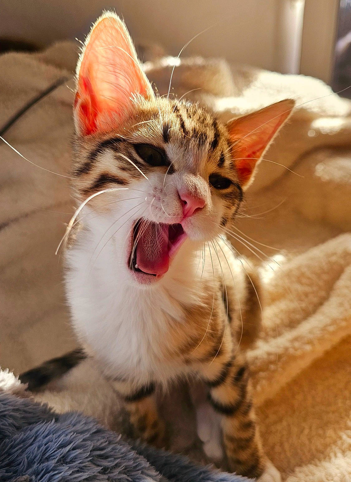 Kiri a rejoint le concours — aidez-le/la à gagner de superbes lots ! carnivore, cat, claw, close_up, comfort, domestic_short_haired_cat, fang, fawn, felidae, foot, fur, paw, sitting, small_to_medium_sized_cats, smile, snout, tail, terrestrial_animal, whiskers, window