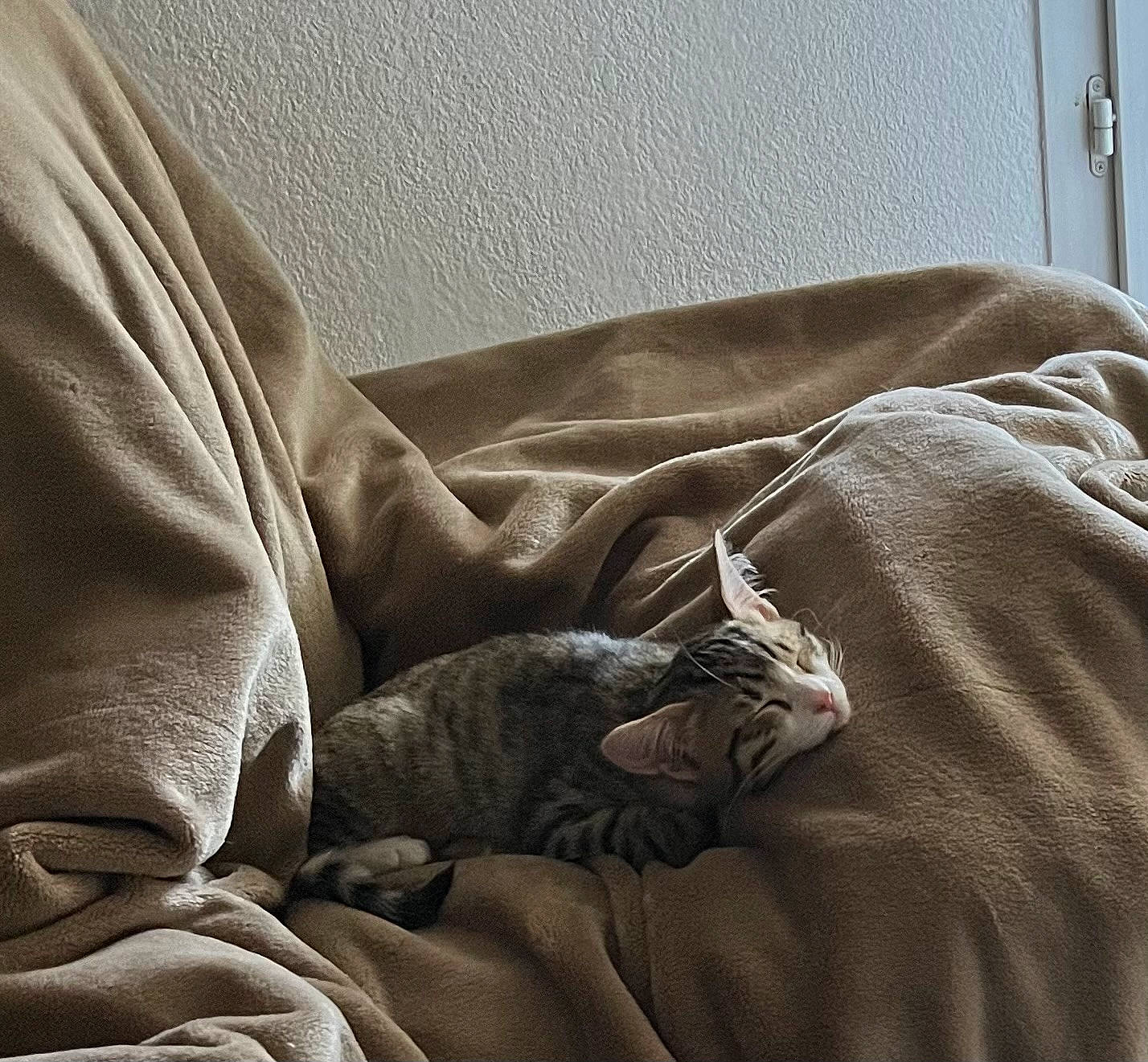 Kiri participe au concours pour gagner de l'argent avec cette photo : bed_sheet, bedding, bedroom, brown, carnivore, cat, comfort, couch, duvet, felidae, fur, grey, linens, mattress, room, small_to_medium_sized_cats, textile, tints_and_shades, whiskers, wood