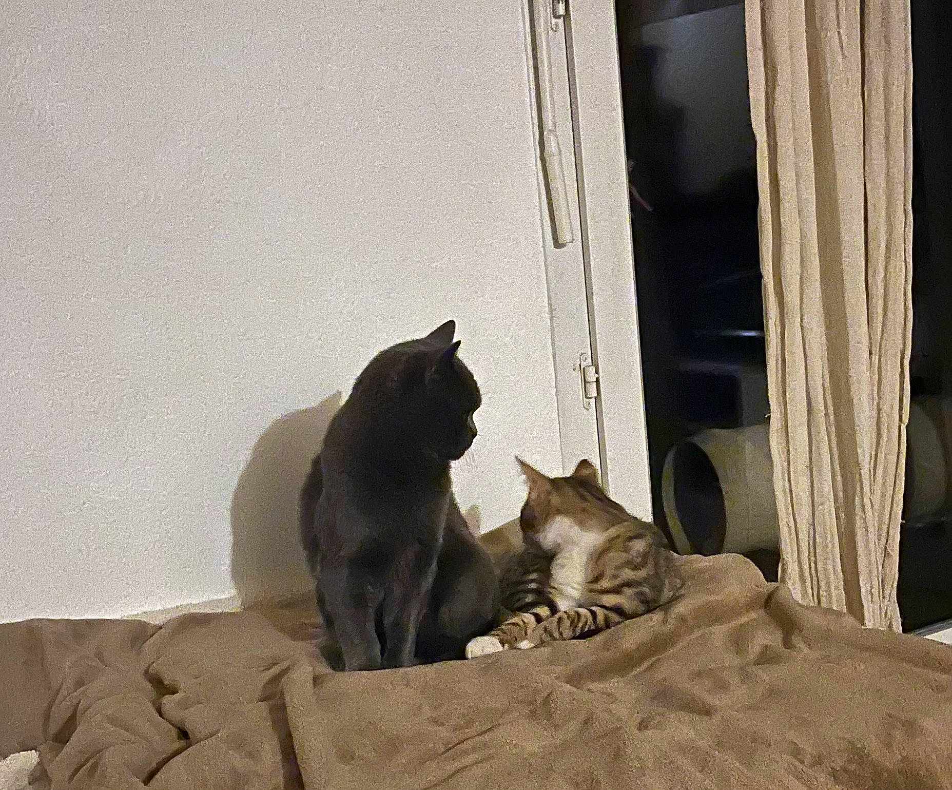 Choubinette participe au concours pour gagner de l'argent avec cette photo : black_cat, brown, carnivore, cat, comfort, curtain, domestic_short_haired_cat, felidae, fur, grey, hardwood, shade, shadow, small_to_medium_sized_cats, snout, tail, tints_and_shades, whiskers, window, wood