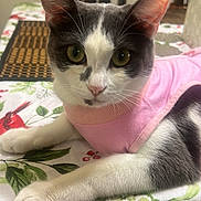 Molly is registered to the contest to win money with this photo: animal, berries, cat, close_up, curious, domestic, ears, feline, fur, holiday_theme, holly, indoor, pet, pink_outfit, portrait, relaxed, resting, tablecloth, whiskers, wooden_chair