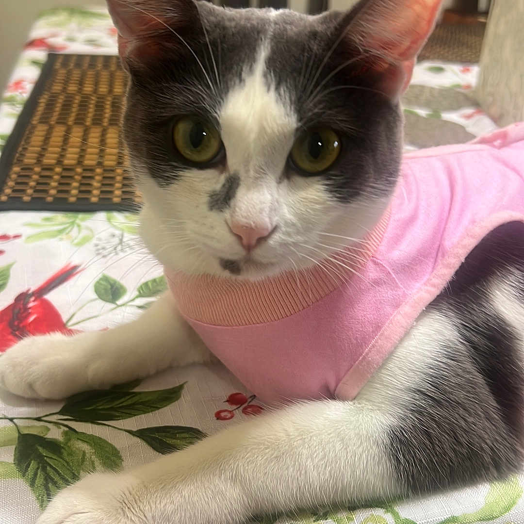 Molly is registered to the contest to win money with this photo: animal, berries, cat, close_up, curious, domestic, ears, feline, fur, holiday_theme, holly, indoor, pet, pink_outfit, portrait, relaxed, resting, tablecloth, whiskers, wooden_chair