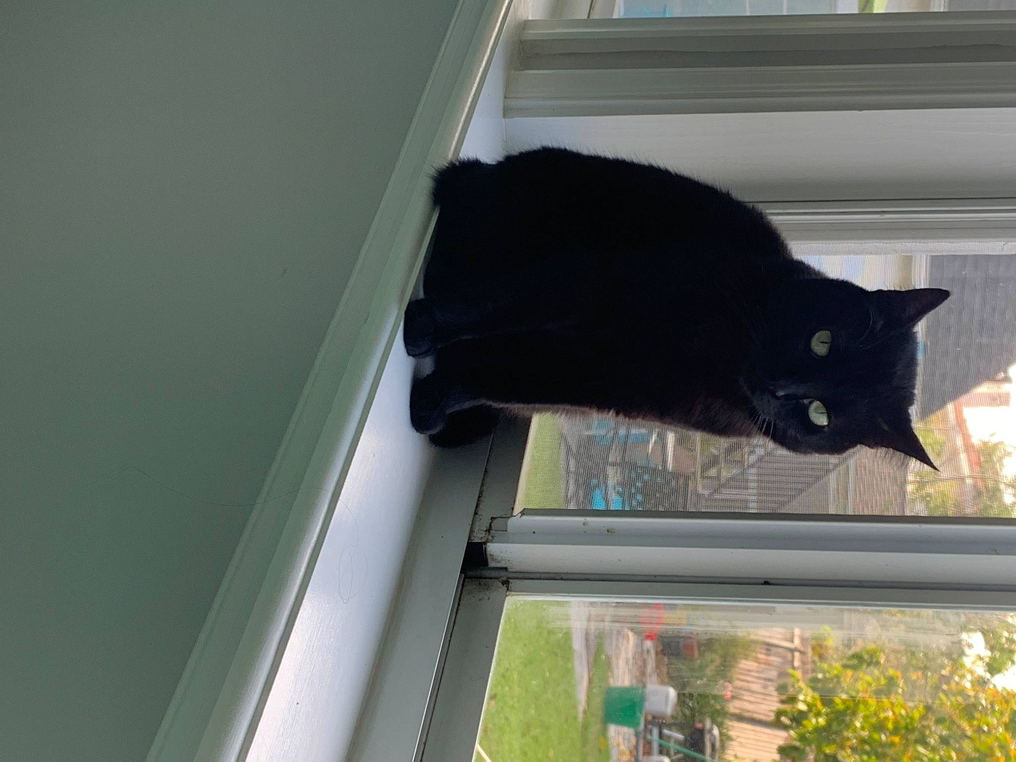 Dog joined the competition — help win amazing prizes! black_cat, bombay, carnivore, cat, domestic_short_haired_cat, felidae, fixture, fur, plant, room, sash_window, small_to_medium_sized_cats, stairs, tail, tints_and_shades, tree, whiskers, window, wood