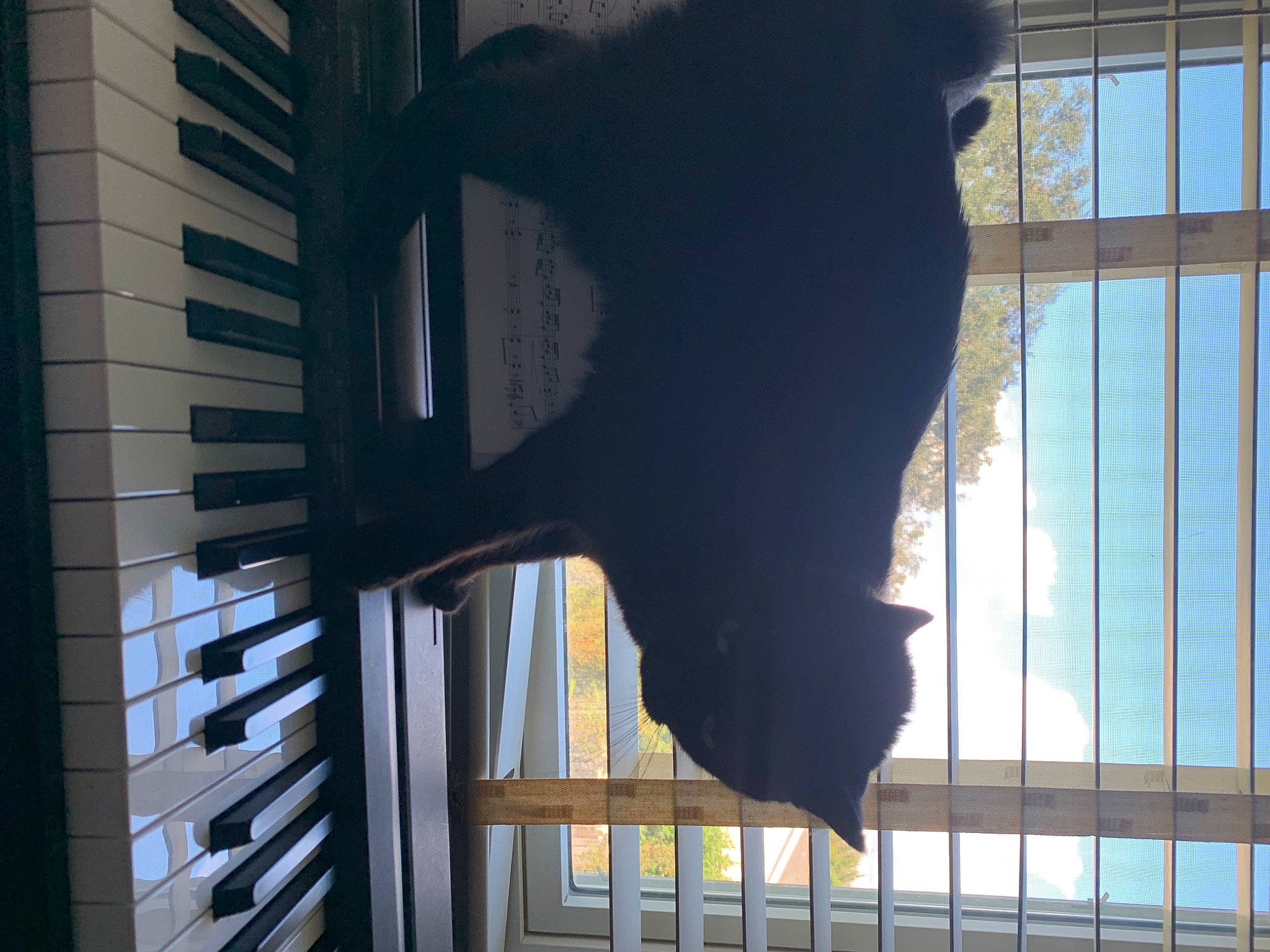 Dog is registered to the contest to win money with this photo: building, cage, daylighting, dog_breed, facade, felidae, glass, light, mesh, metal, pet_supply, shade, shadow, tail, tints_and_shades, tower_block, window, window_covering, window_treatment, wood