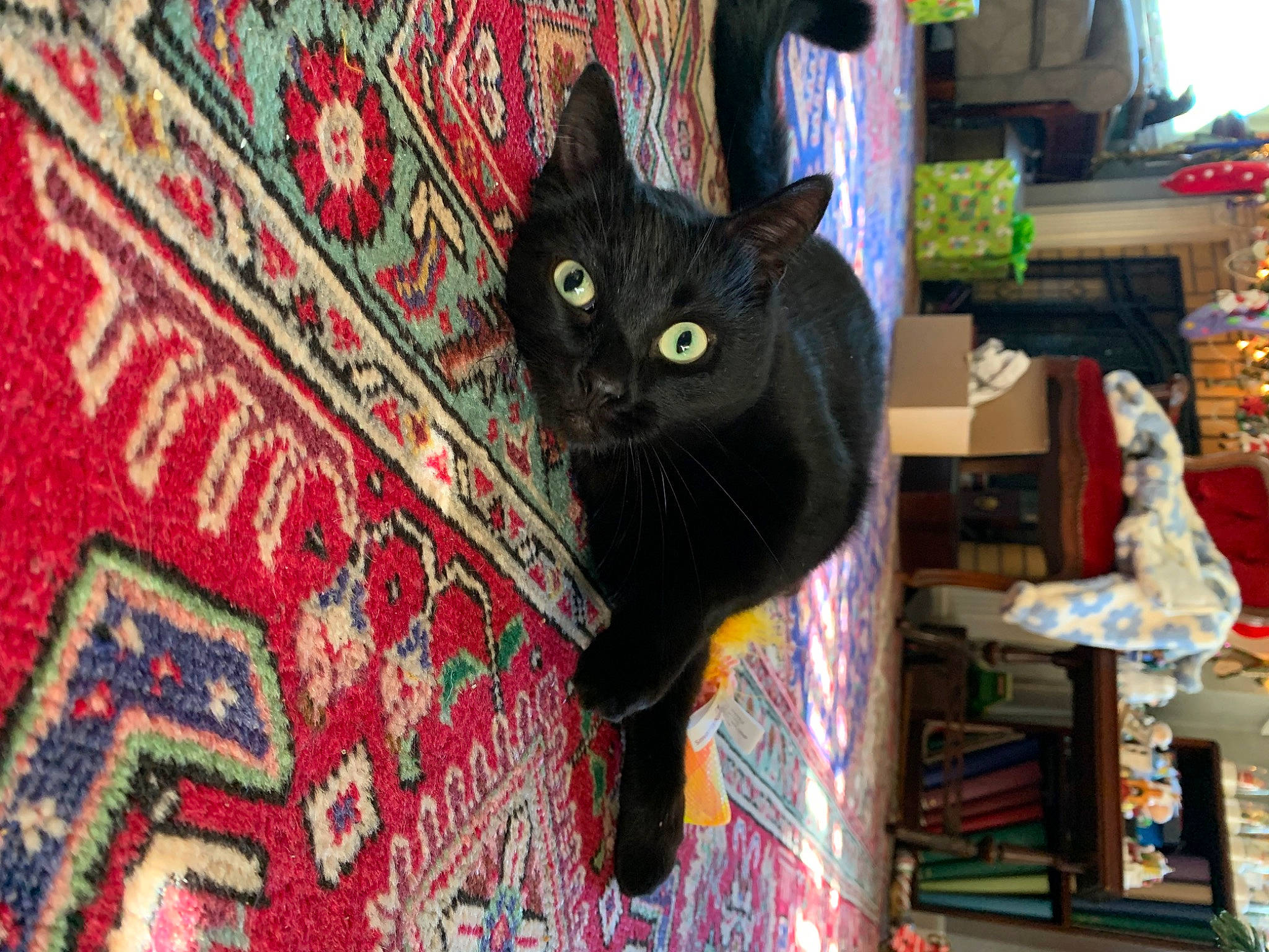 Dog joined the competition — help win amazing prizes! art, black_cat, bombay, carnivore, cat, domestic_short_haired_cat, felidae, flooring, fur, grey, linens, magenta, pattern, plant, small_to_medium_sized_cats, snout, tail, tree, whiskers, wood