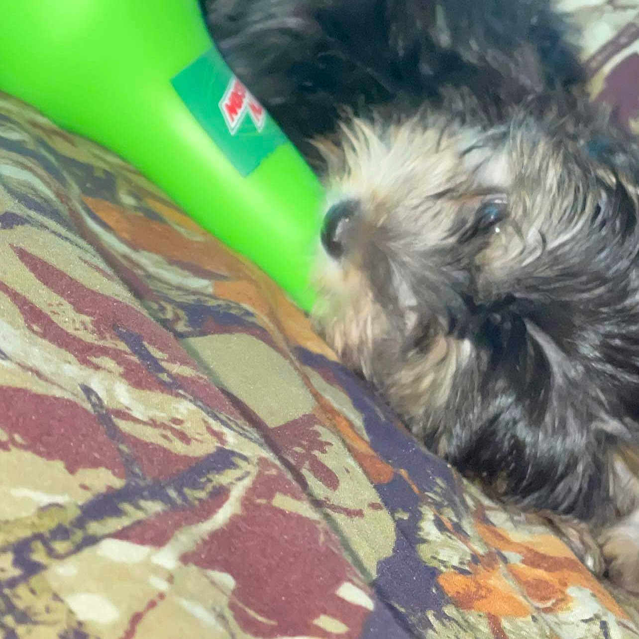 Cowboy is registered to the contest to win money with this photo: canidae, carnivore, companion_dog, dog, dog_breed, flooring, fur, linens, liver, plastic, recreation, schnauzer, shih_poo, small_terrier, snout, sporting_group, tail, terrier, toy_dog, working_animal