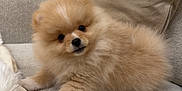 Joy participe au concours pour gagner de l'argent avec cette photo : puppy, dog, pomeranian, fluffy, couch, blanket, pet, indoor, cute, fur, small_dog, animal, resting, cozy, domestic, companion, young_dog, beige, soft, home