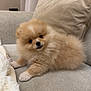 puppy, dog, pomeranian, fluffy, couch, blanket, pet, indoor, cute, fur, small_dog, animal, resting, cozy, domestic, companion, young_dog, beige, soft, home