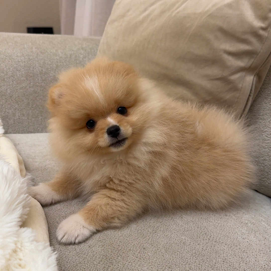 Joy participe au concours pour gagner de l'argent avec cette photo : animal, beige, blanket, companion, couch, cozy, cute, dog, domestic, fluffy, fur, home, indoor, pet, pomeranian, puppy, resting, small_dog, soft, young_dog