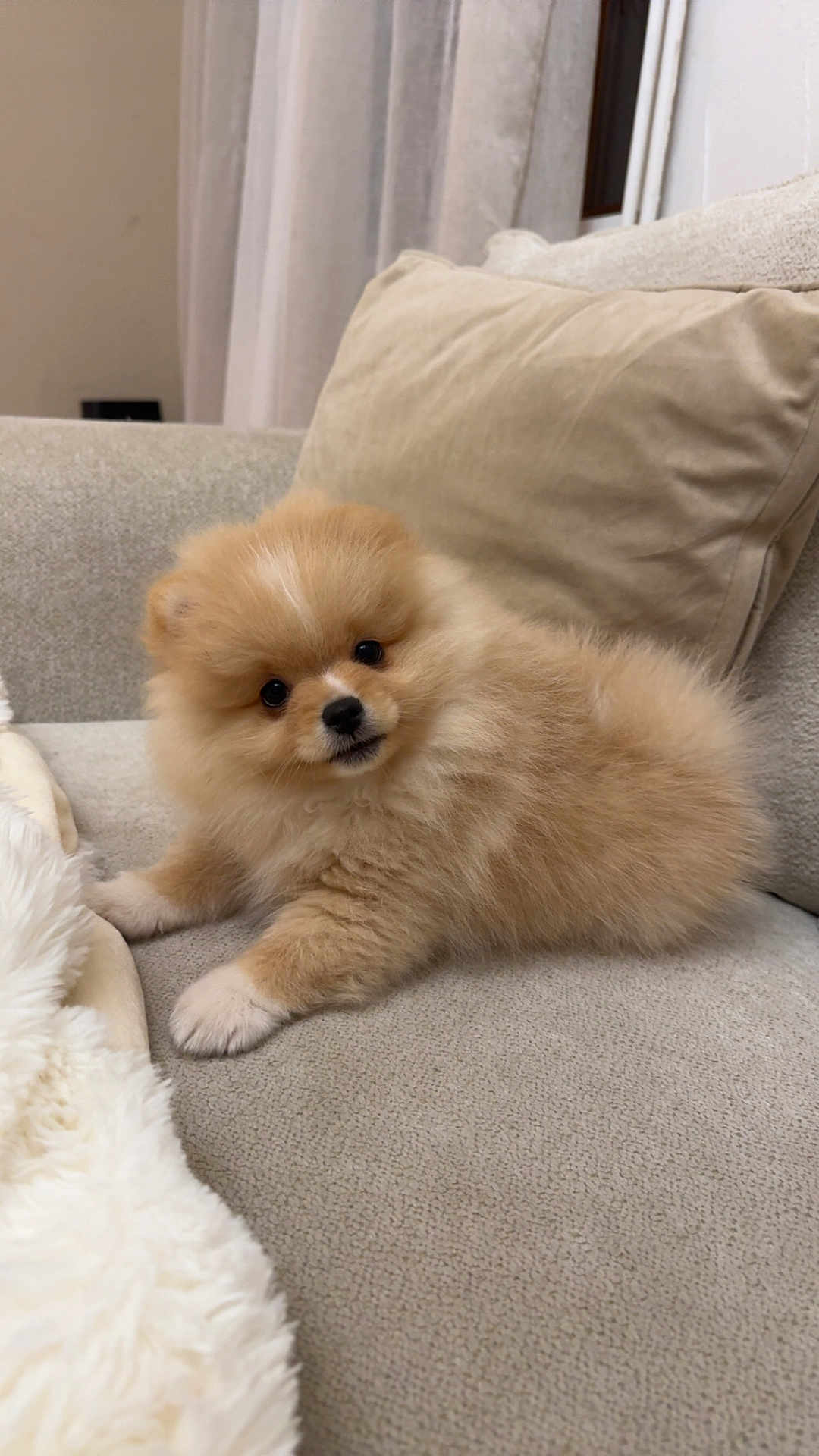 Joy participe au concours pour gagner de l'argent avec cette photo : puppy, dog, pomeranian, fluffy, couch, blanket, pet, indoor, cute, fur, small_dog, animal, resting, cozy, domestic, companion, young_dog, beige, soft, home