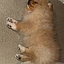 Joy participe au concours pour gagner de l'argent avec cette photo : puppy, dog, sleeping, fluffy, brown, carpet, cozy, cute, pet, animal, relaxing, indoors, soft, blanket, cushion, fur, paws, resting, small, adorable
