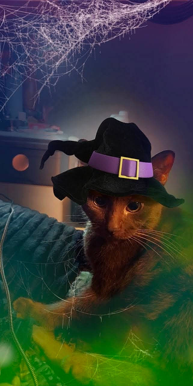 Toby is registered to the contest to win money with this photo: art, beard, carnivore, cat, costume_hat, electric_blue, felidae, fictional_character, fur, grass, happy, hat, illustration, landscape, light, plant, small_to_medium_sized_cats, sun_hat, tree, whiskers