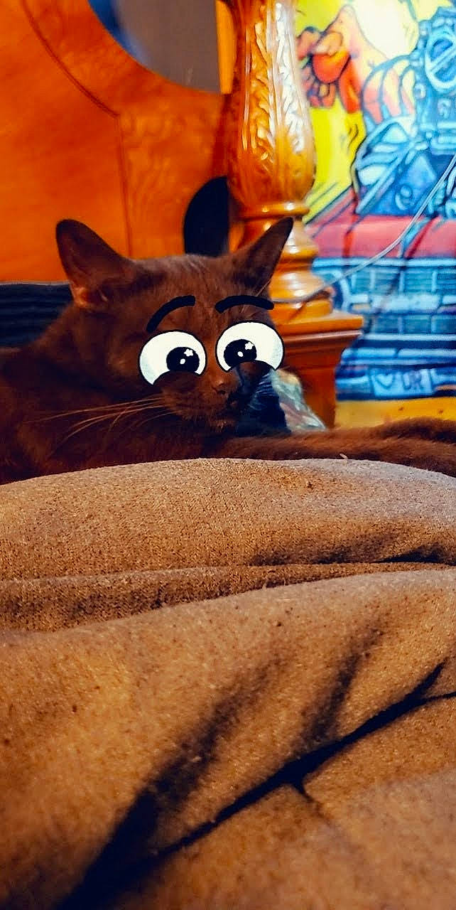 Toby joined the competition — help win amazing prizes! carnivore, comfort, domestic_short_haired_cat, fawn, felidae, fur, leisure, linens, pattern, plush, room, sitting, small_to_medium_sized_cats, snout, stuffed_toy, tail, terrestrial_animal, whiskers, wildlife, wood