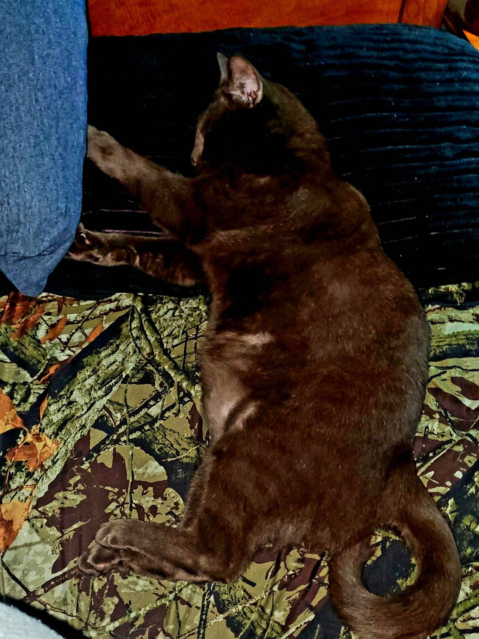 Toby joined the competition — help win amazing prizes! brown, canidae, carnivore, cat, claw, comfort, dog_breed, fawn, felidae, flooring, fur, liver, small_to_medium_sized_cats, snout, sporting_group, tail, terrestrial_animal, whiskers, wood, working_animal