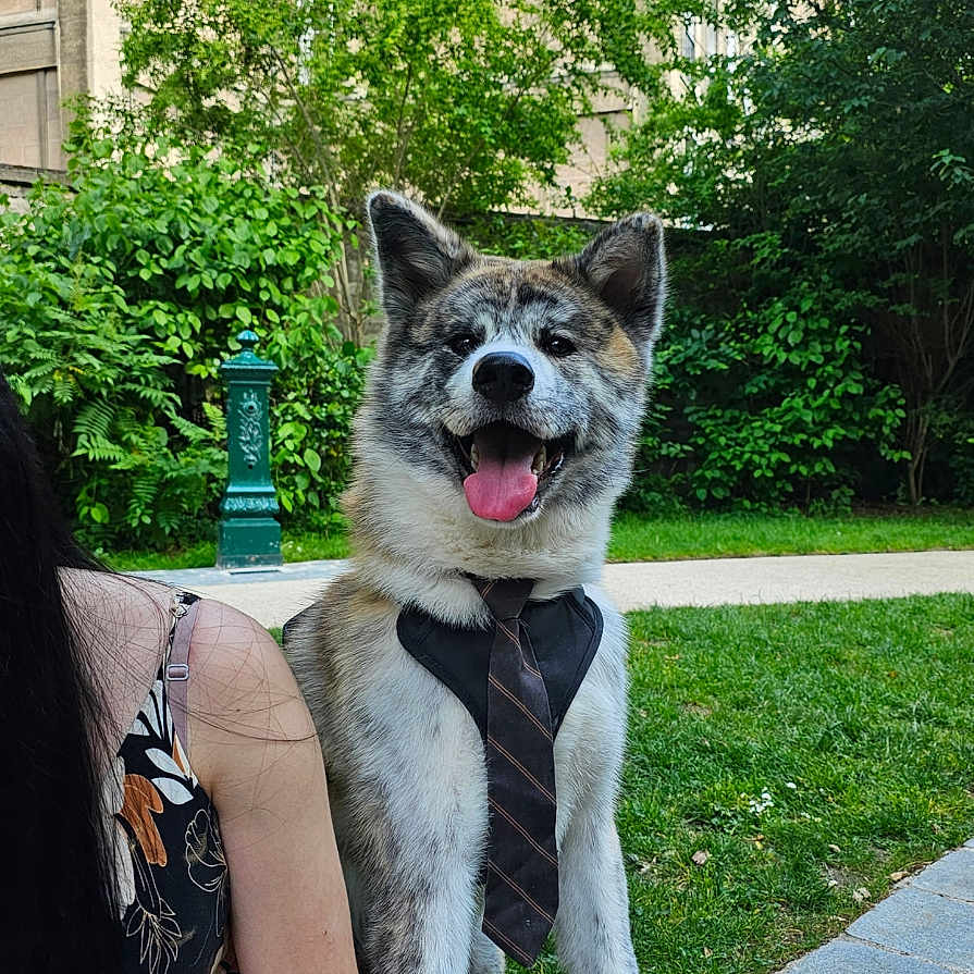 Kuma participe au concours pour gagner de l'argent avec cette photo : animal, building, canine, casual, dog, fashion, grass, greenery, happy, nature, outdoor, pathway, person, pet, portrait, shoe, sitting, summer, tie, tongue_out