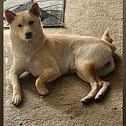 Bandit is registered to the contest to win money with this photo: dog, carpet, indoor, pet, light_tan, relaxed, lying_down, animal, canine, floor, home, calm, fur, ears, tail, looking, resting, domestic, quiet, cozy