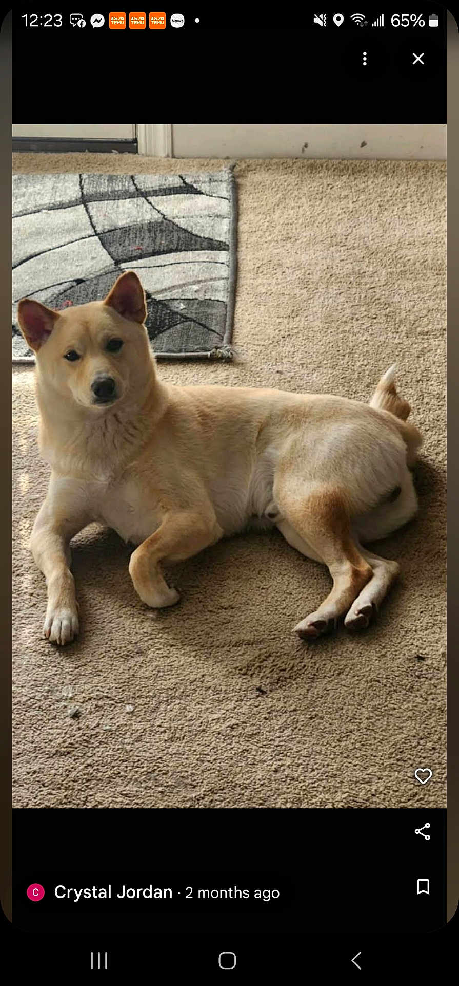 Bandit is registered to the contest to win money with this photo: dog, carpet, indoor, pet, light_tan, relaxed, lying_down, animal, canine, floor, home, calm, fur, ears, tail, looking, resting, domestic, quiet, cozy