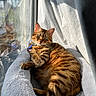 cat, tabby_cat, pet, feline, indoor, window, sunlight, bed, cozy, relaxed, fur, striped, collar, resting, curtains, comfort, animal, domestic, cute, portrait