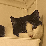 Checkers joined the competition — help win amazing prizes! cat, black_and_white, indoor, curious, pet, container, face, wide_eyes, corner, ceiling, wall, fur, animal, close_up, resting, looking, whiskers, cute, domestic, feline