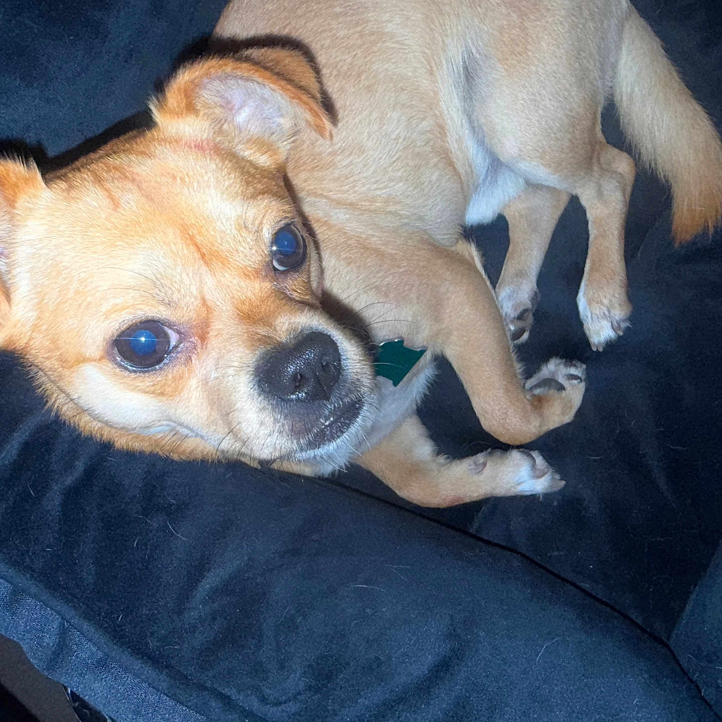 Nakobe is registered to the contest to win money with this photo: animal, black_background, canine, close_up, collar, companion, curious_eyes, cute, dog, ears, face, fur, indoor, lying_down, paws, pet, resting, small_dog, tail, tan_fur