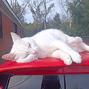 Precious is registered to the contest to win money with this photo: cat, white_cat, sleeping, animal, pet, outdoor, sunlight, red_car, car_roof, nature, tree, building, relaxing, fur, cute, mammal, daytime, peaceful, resting, quiet