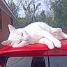 cat, white_cat, sleeping, animal, pet, outdoor, sunlight, red_car, car_roof, nature, tree, building, relaxing, fur, cute, mammal, daytime, peaceful, resting, quiet