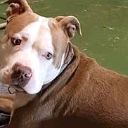 Cain is registered to the contest to win money with this photo: dog, brown, white, pet, animal, canine, close_up, curious, indoor, floor, looking_back, ears, fur, face, snout, collar, domestic_animal, mammal, companion, resting