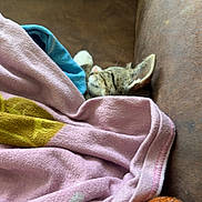 Bagheera joined the competition — help win amazing prizes! kitten, cat, blanket, sleeping, cozy, couch, furniture, indoor, pet, nap, fur, striped, paw, resting, soft, comfort, relaxation, brown, pink, orange