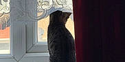 Bagheera is registered to the contest to win money with this photo: cat, tabby, windowsill, window, curtain, lace_curtain, red_curtain, indoor, pet, animal, floral_pattern, side_view, tail, daylight, quiet, still_life, home_interior, looking_out, domestic_cat, sunlight