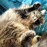 Patoune participe au concours pour gagner de l'argent avec cette photo : animal, blanket, blue, cat, cozy, cute, feline, fluffy, fur, indoor, lying_down, paws, pet, relaxed, resting, sleepy, stretching, tabby, tail, whiskers