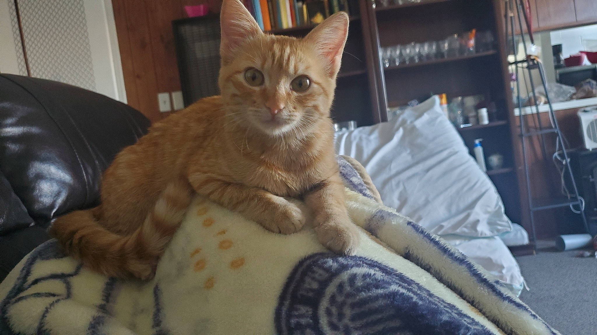 Citrus is registered to the contest to win money with this photo: carnivore, cat, claw, comfort, couch, domestic_short_haired_cat, fawn, felidae, fur, linens, paw, sitting, small_to_medium_sized_cats, snout, tail, terrestrial_animal, whiskers