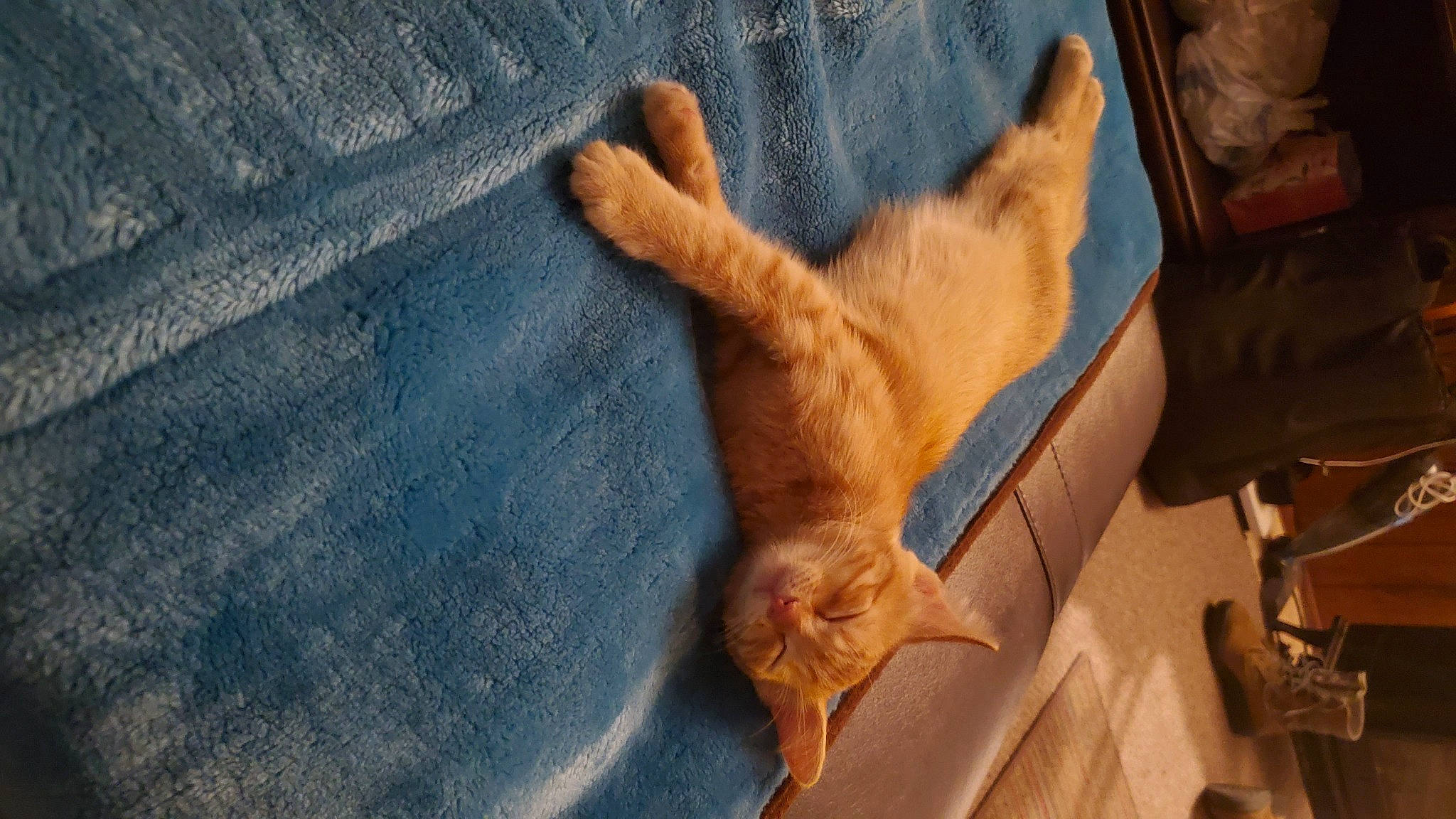 Citrus is registered to the contest to win money with this photo: brown, canidae, carnivore, cat, claw, comfort, companion_dog, dog_breed, electric_blue, fawn, felidae, foot, fur, human_leg, paw, small_to_medium_sized_cats, snout, tail, whiskers, wood