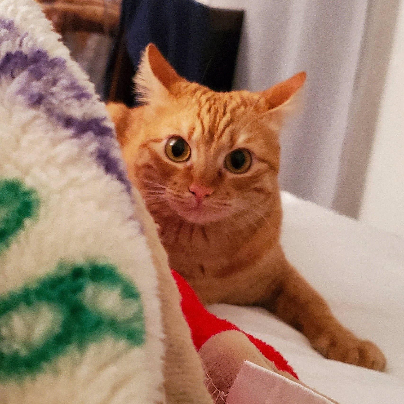 Citrus joined the competition — help win amazing prizes! carnivore, cat, cat_furniture, cat_supply, claw, comfort, couch, domestic_short_haired_cat, eye, fawn, felidae, fur, linens, paw, pet_supply, small_to_medium_sized_cats, snout, tail, whiskers, window