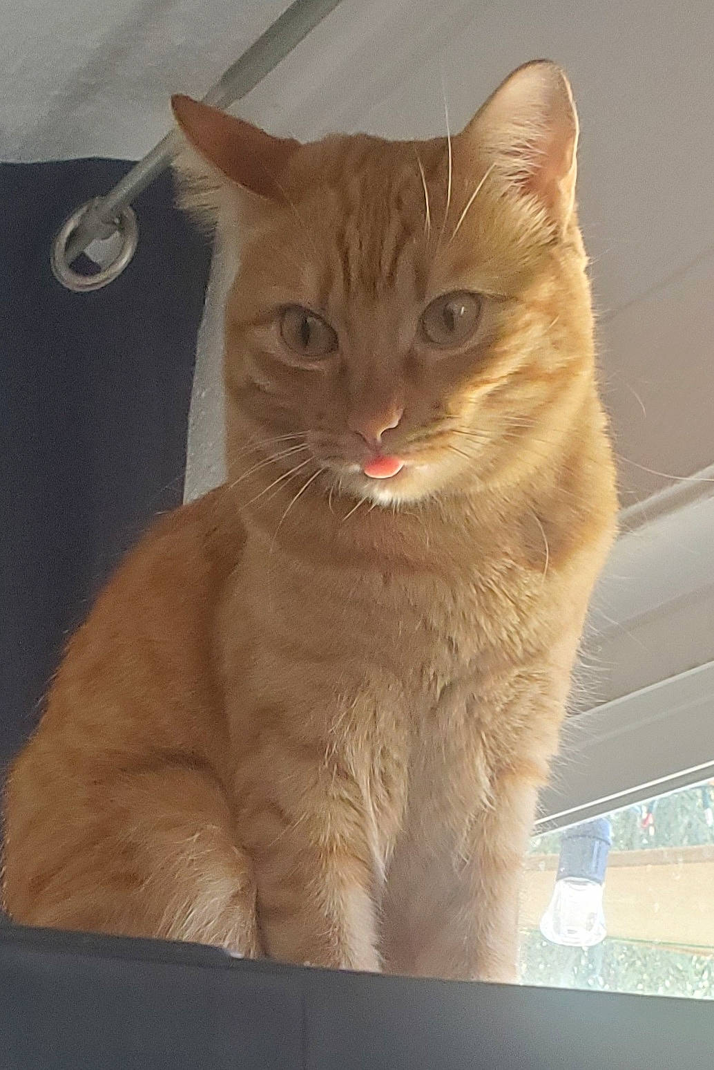 Citrus is registered to the contest to win money with this photo: carnivore, cat, cat_supply, domestic_short_haired_cat, fawn, felidae, fur, pet_supply, small_to_medium_sized_cats, snout, tail, whiskers, window