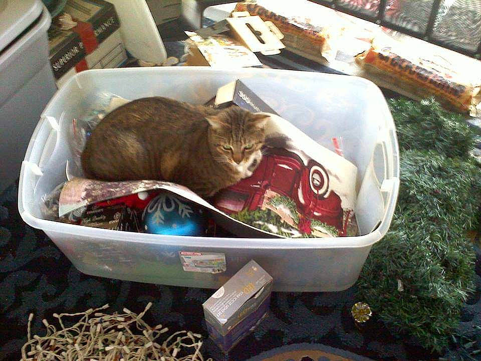 Tiger joined the competition — help win amazing prizes! animal_shelter, baggage, basket, box, carnivore, cat, cat_supply, domestic_short_haired_cat, felidae, fur, grass, plastic_bag, small_to_medium_sized_cats, waste, whiskers