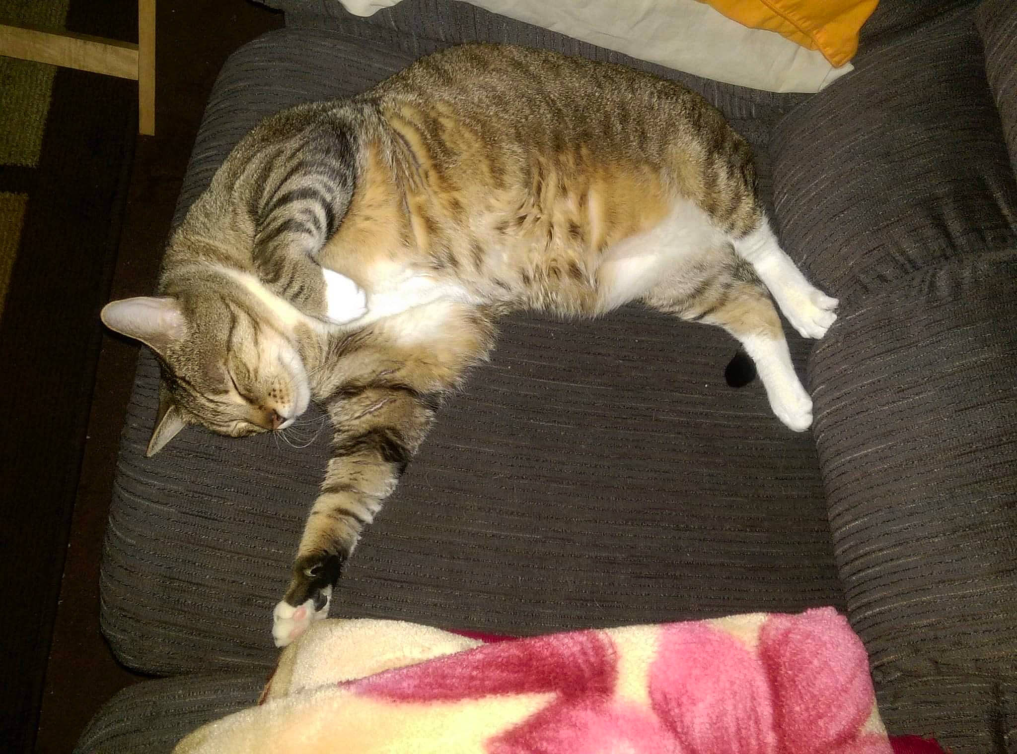 Tiger joined the competition — help win amazing prizes! carnivore, cat, claw, comfort, domestic_short_haired_cat, fawn, felidae, fur, linens, nap, paw, room, sleep, small_to_medium_sized_cats, snout, tail, terrestrial_animal, vertebrate, whiskers