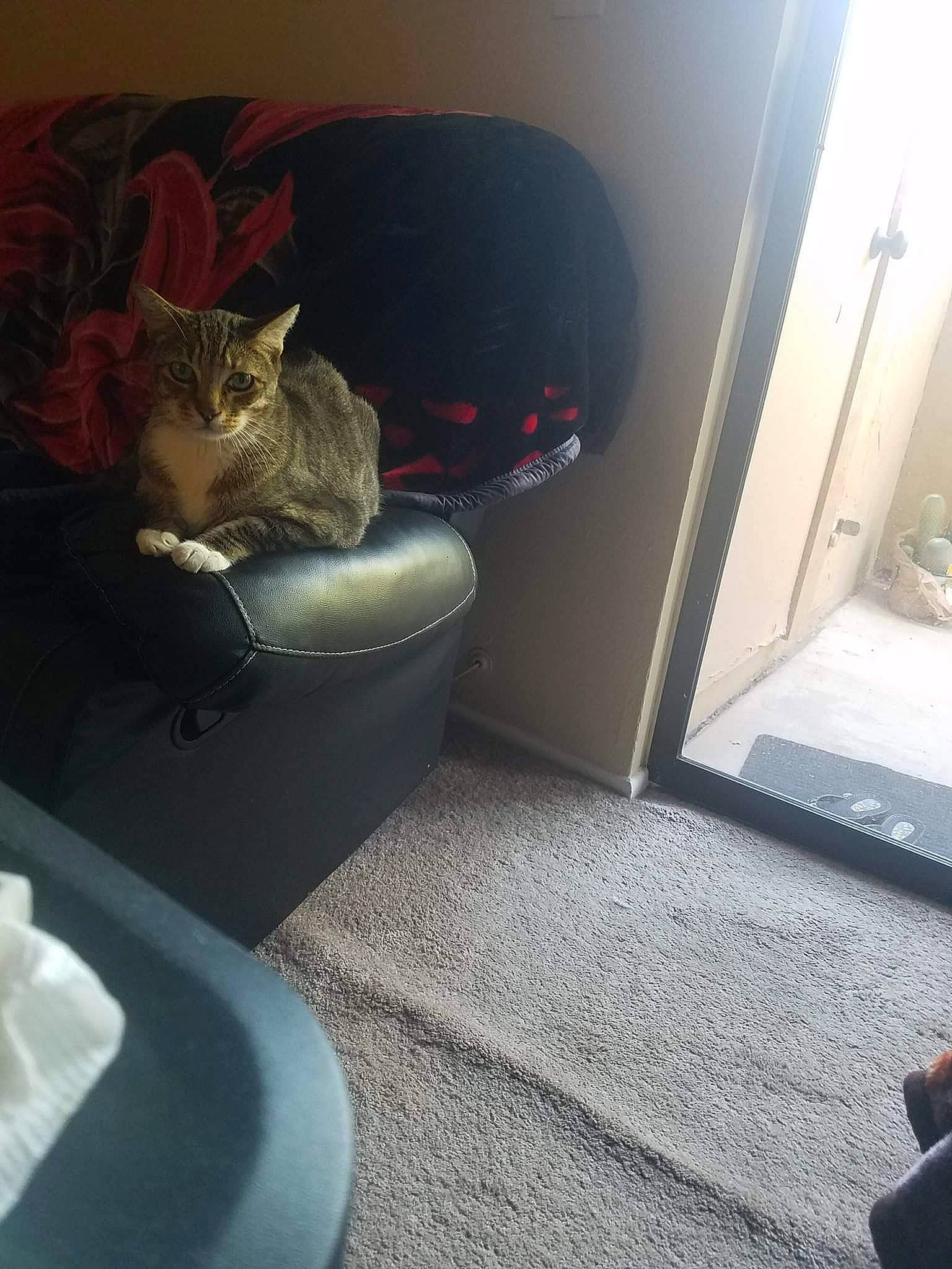 Tiger is registered to the contest to win money with this photo: carnivore, cat, comfort, domestic_short_haired_cat, door, felidae, floor, flooring, fur, grey, hardwood, human_leg, interior_design, living_room, plant, small_to_medium_sized_cats, tail, tints_and_shades, whiskers, wood