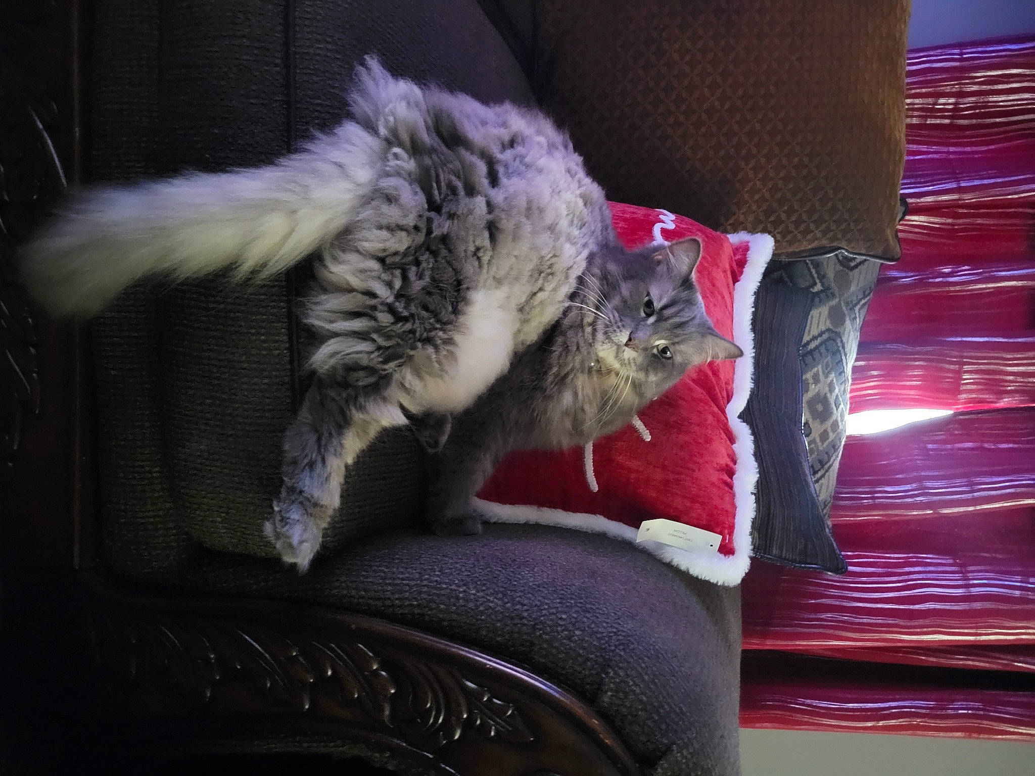 Lala is registered to the contest to win money with this photo: carnivore, cat, claw, comfort, couch, darkness, domestic_short_haired_cat, felidae, flooring, fur, grey, human_leg, magenta, nap, paw, sitting, small_to_medium_sized_cats, tail, whiskers, wood