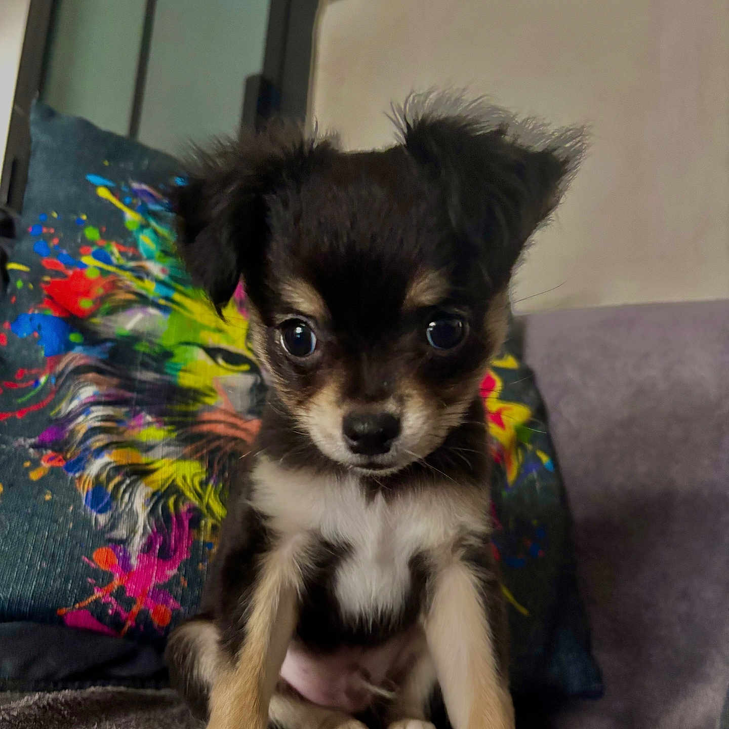 Chihuahua a rejoint le concours — aidez-le/la à gagner de superbes lots ! black_and_tan, colorful, couch, cute, dog, domestic_animal, ears, eyes, front_legs, fur, indoor, lion_print, living_room, nose, pet, pillow, puppy, sitting, small_dog, young