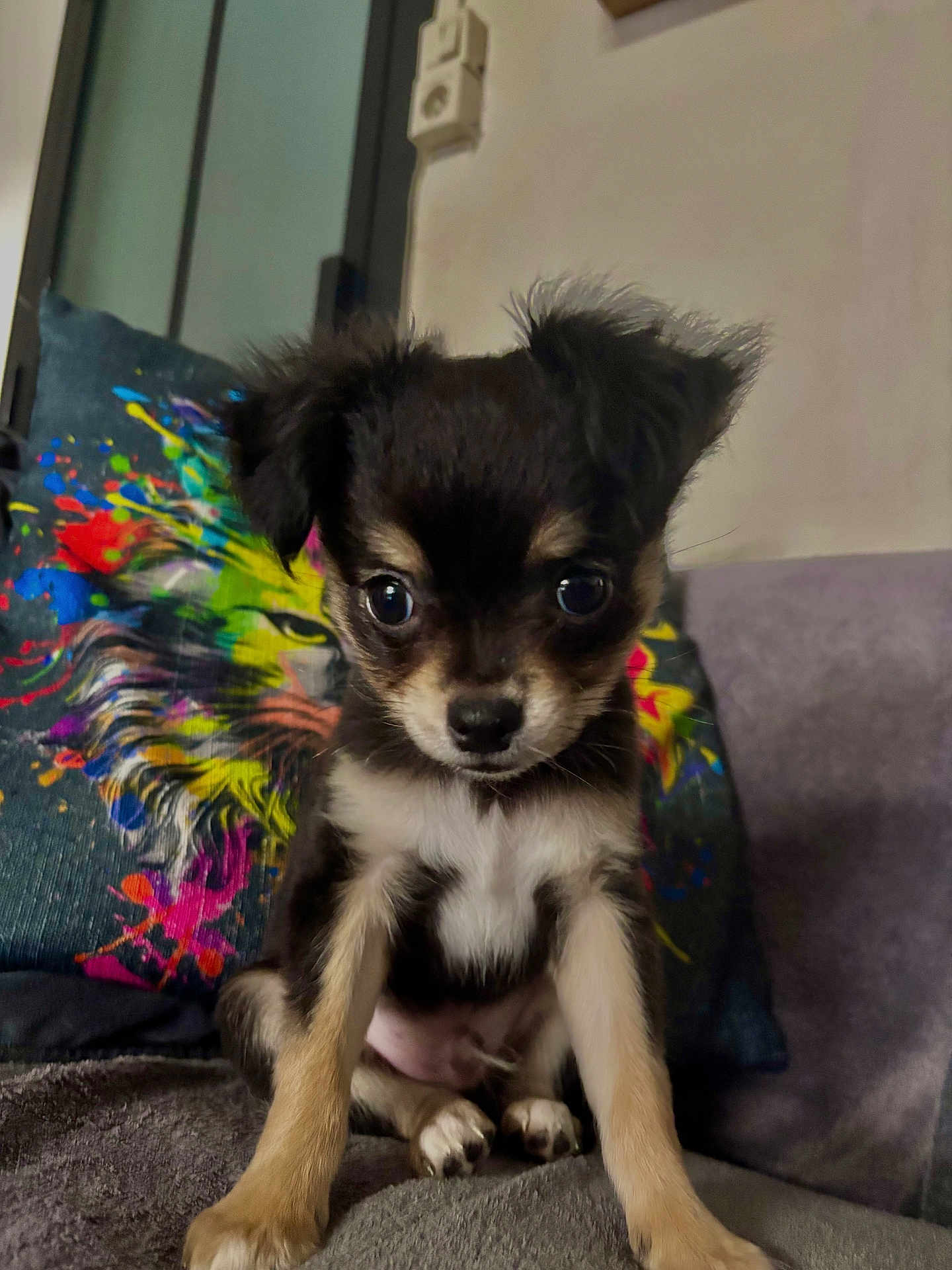 Chihuahua a rejoint le concours — aidez-le/la à gagner de superbes lots ! puppy, dog, small_dog, cute, pet, indoor, couch, pillow, colorful, lion_print, fur, black_and_tan, sitting, front_legs, ears, eyes, nose, living_room, domestic_animal, young
