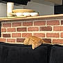 Elie a rejoint le concours — aidez-le/la à gagner de superbes lots ! kitten, cat, sleeping, black_couch, brick_wall, indoor, home, cozy, pet, feline, resting, orange_cat, furniture, kitchen_counter, decor, domestic, cute, relaxation, nap, soft