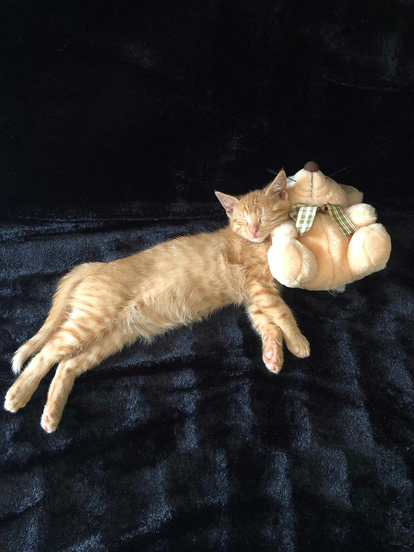 Elie participe au concours pour gagner de l'argent avec cette photo : kitten, cat, sleeping, plush_toy, teddy_bear, black_blanket, cozy, cute, pet, feline, resting, orange_cat, animal, snuggling, soft_toy, domestic_cat, young_cat, indoor, relaxation, comfort