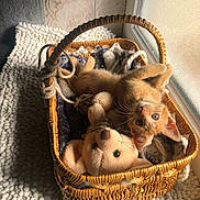 Elie a rejoint le concours — aidez-le/la à gagner de superbes lots ! kitten, cat, orange_cat, wicker_basket, plush_toy, teddy_bear, blanket, sunlight, window, cozy, indoor, pet, cute, playful, fur, resting, soft_texture, animal, domestic_cat, feline